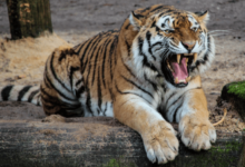 clipart:10uq3lqth54= tiger