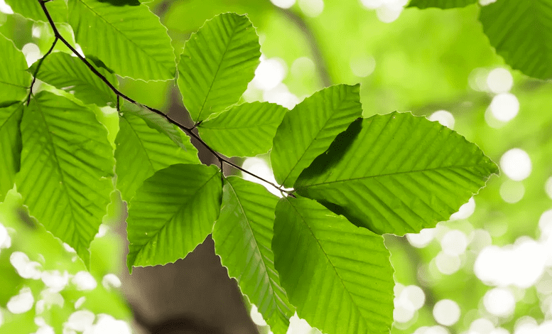 Clipart:5oesxuispmg= Leaf