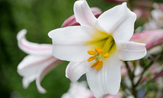 Transparent:2zw5wcsa35a= White Flowers