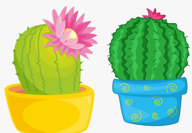 Transparent:88ocob3asqq= Cactus