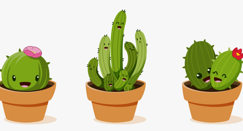 Transparent:88ocob3asqq= Cactus