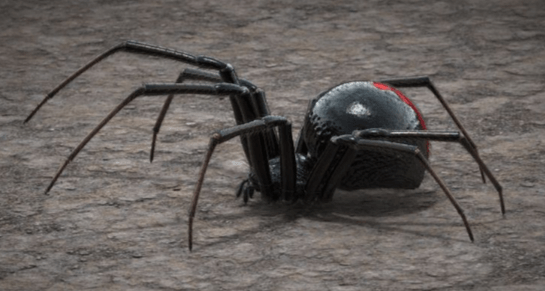 Cute:3pjzbkrl66g= Black Widow Spider