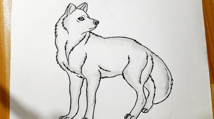 Cute:4qrwp3_Rxcq= Easy:Gaxskgeqvhe= Wolf Drawing