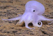 Cute:7jpnkr9b_Aa= Cephalopod