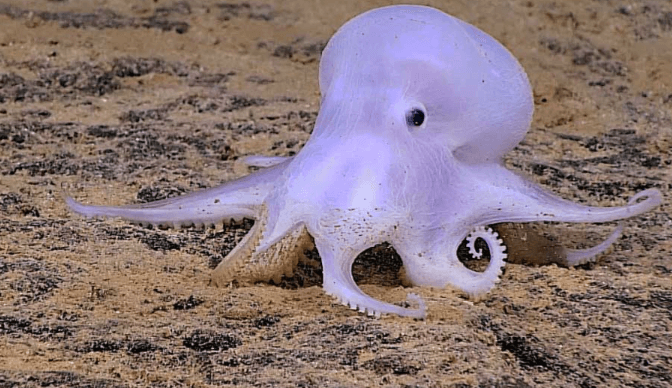 Cute:7jpnkr9b_Aa= Cephalopod