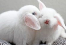 Cute:9x3mvgne8ji= Bunny