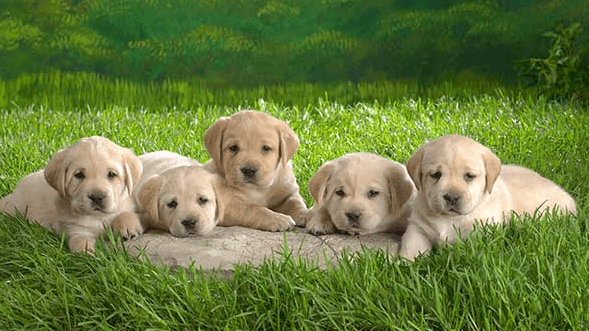 Background:8inezhyqhz0= Cute Dogs Wallpaper