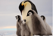 Art:8zalhjwz9sa= Penguins