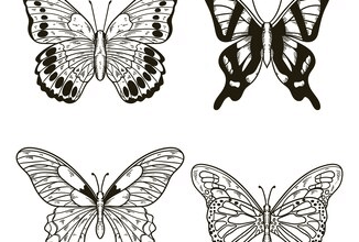 Outline:1hmdqx-87ve= Butterfly Sketch