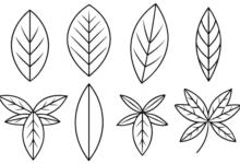 Outline:1katqdk7ygw= Leaf Clipart